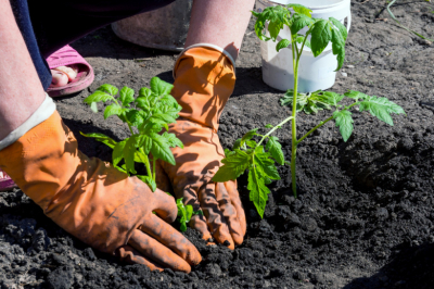 Не упустите момент: что сажают в открытый грунт в Подмосковье весной