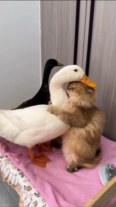 3 февраля &mdash; Международный день нежности