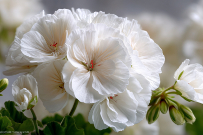 Посейте в апреле &mdash; и в июне ваш сад утонет в белых воздушных шарах. Садовый фаворит с шапками до 12 см