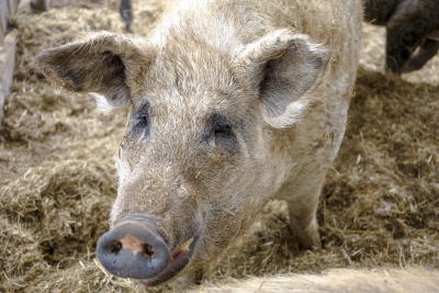 Суд утвердил изъятие необузданных свиней из Ревды