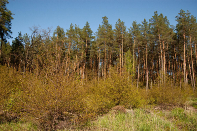 В Казахстане запускают систему маркирования древесины