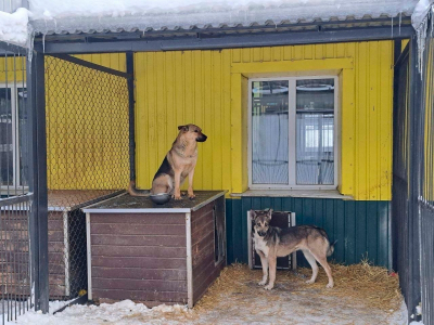 Суд взыскал с владельца собаки в поселке Умба 30 тысяч рублей за нападение на ребенка.