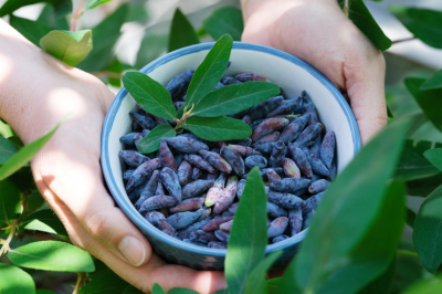 Эту жимолость можно есть прямо с куста: три сорта с отменным вкусом &mdash; как будто дорогой десерт