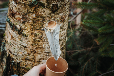 Врач рассказала о нюансах употребления березового сока