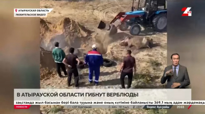 Верблюды гибнут от неизвестной болезни в Атырауской области