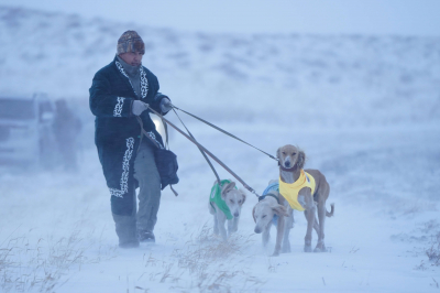 Состоялись охотничьи испытания для национальной породы казахский тазы