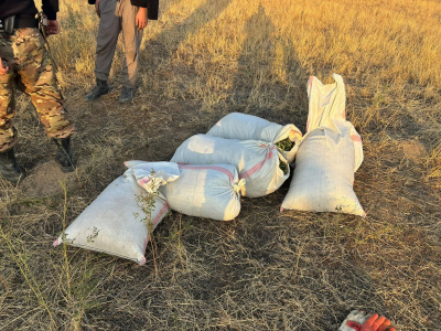 Жителей Жамбылской области поймали на сборе марихуаны