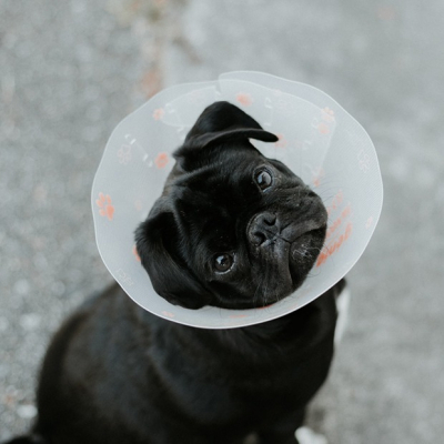 7 ветеринарных клиник в Алматы