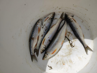 Балашов рассказал, что свежесть рыбы можно определить по глазам