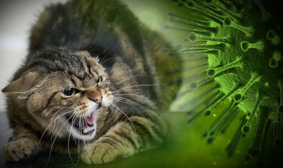 Врач Малинникова не исключила вероятность прихода нового летального вируса