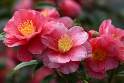 Вместо капризных роз &mdash; эта восточная королева: цветки до 12 см в диаметре, морозостойкость и алая гамма от белого до пурпура