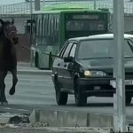 Шымкентте жылқыны көлікке байлап жетектеген жүргізуші жауапқа тартылды